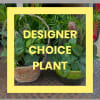 Assorted green potted plants in a basket and ceramic pot with yellow frame and text overlay.