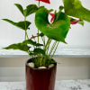 Potted anthurium plant with red blooms in a glossy red container