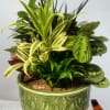 Mixed green houseplants arranged in a decorative green ceramic pot
