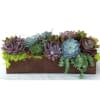 Succulent arrangement in a rectangular wooden planter