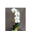 White orchid arrangement in a white vase with green accents