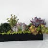 Succulent arrangement in a black rectangular planter
