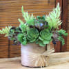 Succulent arrangement in a burlap-wrapped pot with a raffia bow