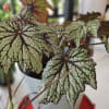 Large beautiful begonia in a 12" pot