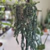 This long and very healthy succulent would look so beautiful in your