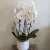 Make a statement with our elegant Double Cascading Orchid, featuring two breathtaking