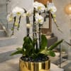 White orchids in a gold planter with dark stones