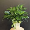 Lush green potted plant in a white container with a green ribbon bow