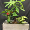 Potted tropical plants in a rectangular wooden planter with one red anthurium bloom
