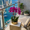 Potted magenta orchids on a balcony with a city and water view.