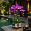 Purple orchid plant in a shiny silver pot beside a pool