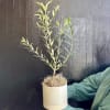 Small potted plant with slender green branches in a white container