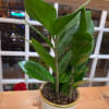 Potted green houseplant in a white ceramic container