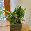 Mixed green houseplants in a square ceramic planter