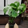 Potted monstera plant with large split green leaves
