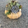 A happy succulent collection living on top of a small fairytale pumpkin.
