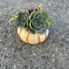 A small succulent garden living on top of a 5&rdquo; pumpkin.