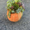 A happy patch of succulents living on top of a unique orange