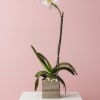 Dazzle them with this attractively flowered plant. Easy to take care of