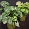 Two potted syngonium plants with variegated arrow-shaped leaves