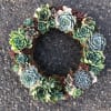 Succulent wreath arranged in a ring on pavement