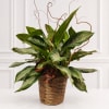 Potted leafy plant in a woven basket with curly decorative branches