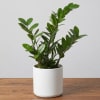 Potted green houseplant in a white ceramic pot on a wooden surface