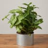 Potted green houseplant in a ribbed metal container
