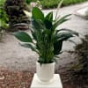 A peace lily plant placed in a ribbed ceramic planter

Bring comfort, serenity