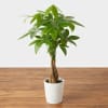 Potted money tree plant in a white textured pot