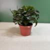 Small potted plant with dark green leaves in a red plastic pot