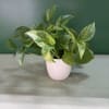A lush, easy-care houseplant with beautiful heart-shaped green leaves marbled with golden-yellow