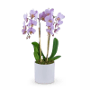 Our Phalaenopsis Orchid is an elegant and memorable way to honor your