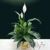 White peace lilies in a woven basket planter