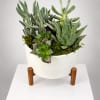 Potted succulent arrangement in a white planter on a stand