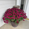 Potted mound of magenta chrysanthemums in a brown container