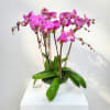 Pink orchid plant in a white pot with broad green leaves