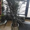 Tall potted dracaena plant with long dark leaves