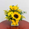 Sunflower arrangement in a square glass vase with a yellow ribbon