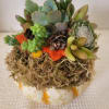 Small succulent arrangement in a white pot with moss and pinecones