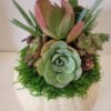 Succulent arrangement in a white pot with moss and pinecones