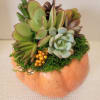 Succulent arrangement in a pumpkin-shaped container with moss and pinecone accents