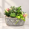 Succulent arrangement with pale orchids in a decorative planter and green ribbon