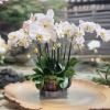 White orchids arranged in a low decorative pot