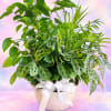 Mixed green houseplants in a white pot with a white ribbon