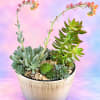 Potted succulent arrangement with tall flowering stems in a white planter
