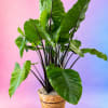 Potted plant with large glossy green leaves in a woven basket