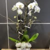 Tall white orchid and succulents in a modern square white planter with decorative branches