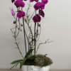 Potted magenta phalaenopsis orchids with succulents in a white marble ceramic bowl