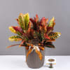 Croton plant arrangement in a gray ribbed pot with a ribbon bow